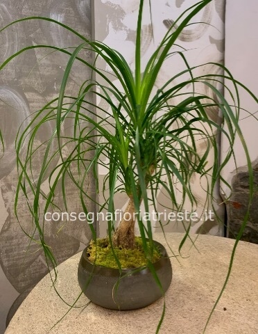 Pianta di beucarnea altezza circa 70 cm- diam vaso 20