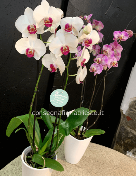 Pianta di phaleonopsis bianca  o colorata con vaso