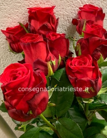 Rose a stelo di prima scelta