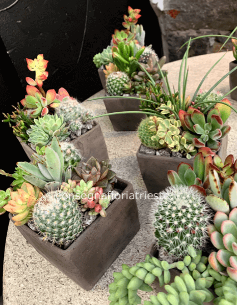 Confezione di piante grasse assortite in vaso cotto 12x12x20 cm