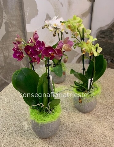 Mini pianta Phalenopsis vari colori con vaso