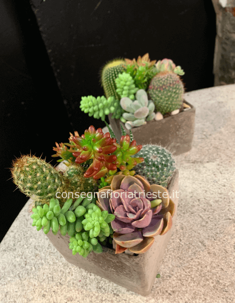 Composizione piante grasse in vaso ceramica