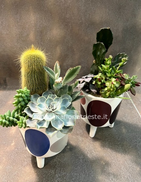 Composizione di piante grasse miste 