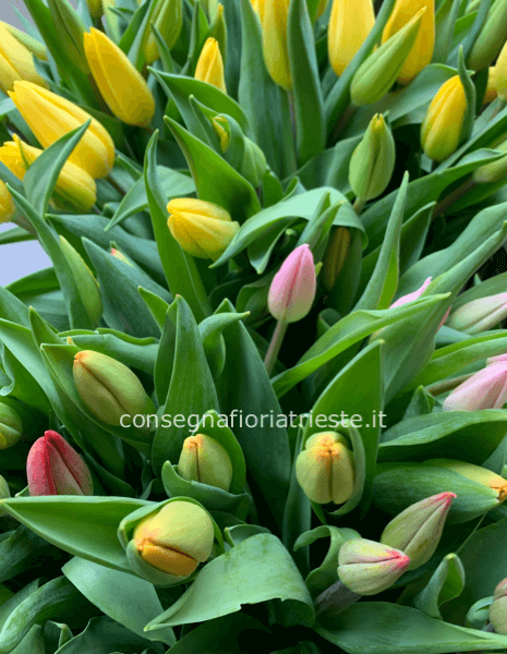 Mazzo tulipani colori assortiti
