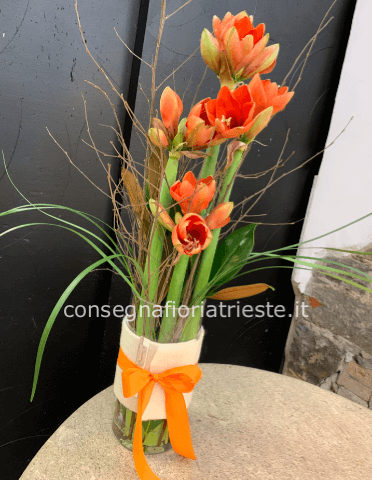 composizione con 3 amarillis in vaso di vetro
