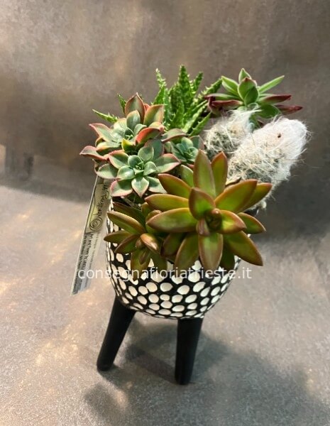 contenitore in ceramica a pois con piante grasse diam 16 x 29 cm h