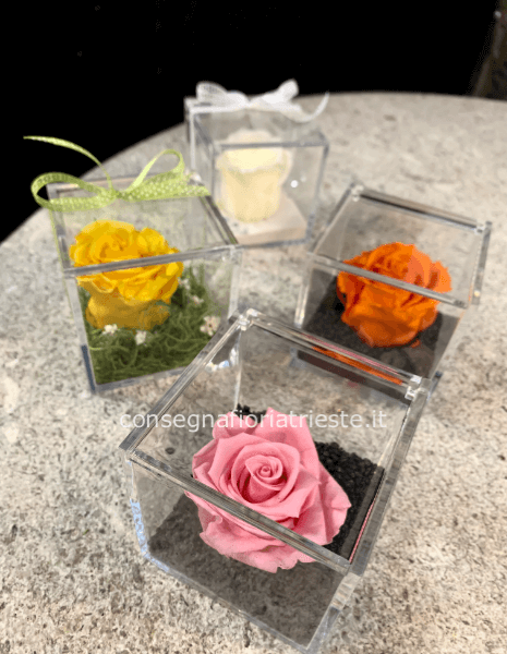 Box  trasparente con  rosa stabilizzata