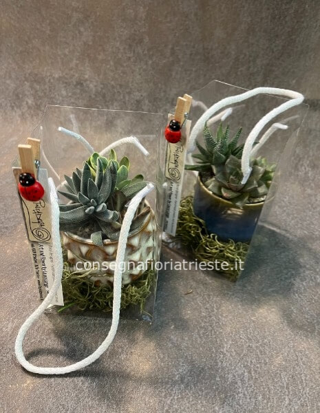 vasetto in ceramica con piante grasse miste in borsetta trasparente 9x9x14 cm